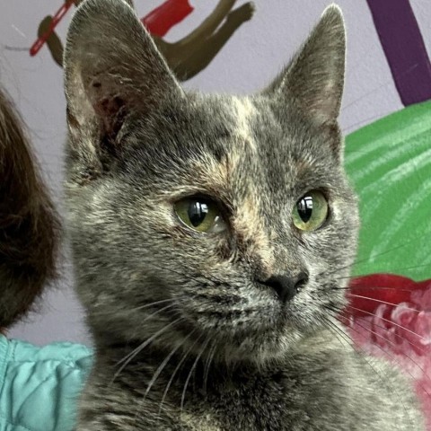 Jewel, an adoptable Domestic Short Hair in Fresno, CA, 93725 | Photo Image 1