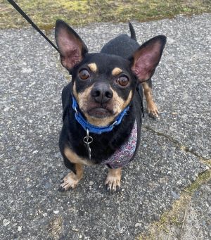 Animal Profile Coco is a 6 year old 15lb chihuahuadachshund mix He was originally adopted from 