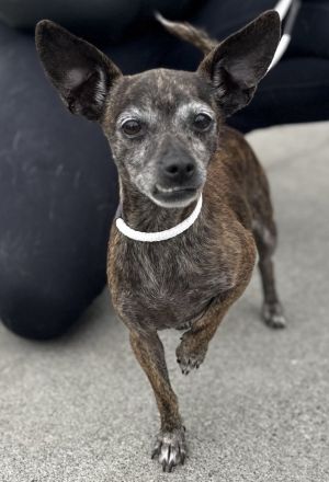 Animal Profile Praline is an adorable chihuahua mix that wound up at risk in a Bakersfield shelter
