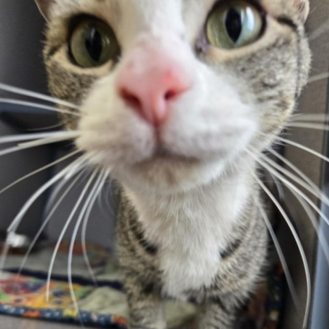 Gem, an adoptable Domestic Short Hair in North Battleford, SK, S9A 2M7 | Photo Image 1