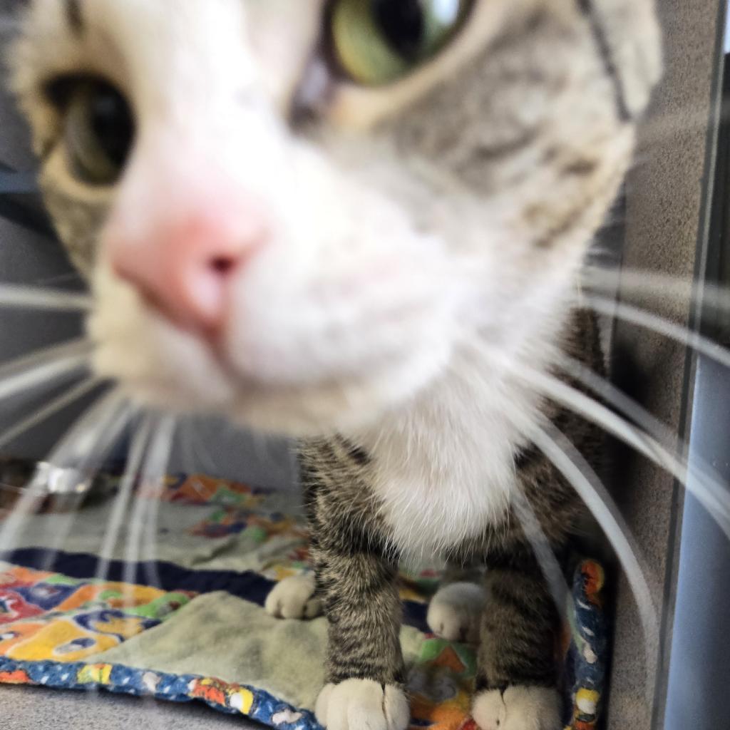 Gem, an adoptable Domestic Short Hair in North Battleford, SK, S9A 2M7 | Photo Image 4