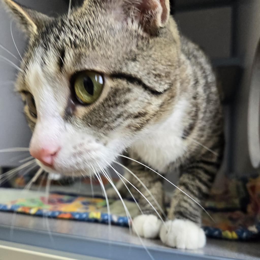 Gem, an adoptable Domestic Short Hair in North Battleford, SK, S9A 2M7 | Photo Image 5