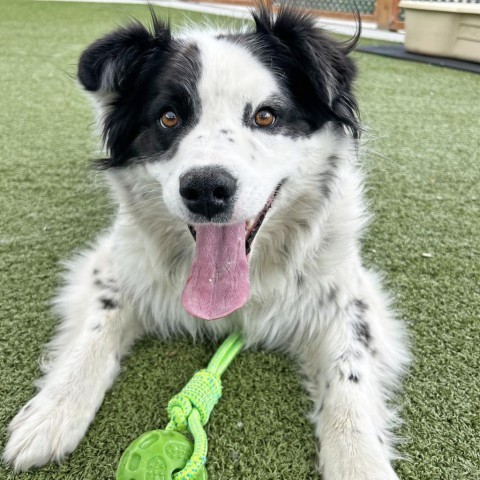 Sophie, an adoptable Border Collie in Hailey, ID, 83333 | Photo Image 1