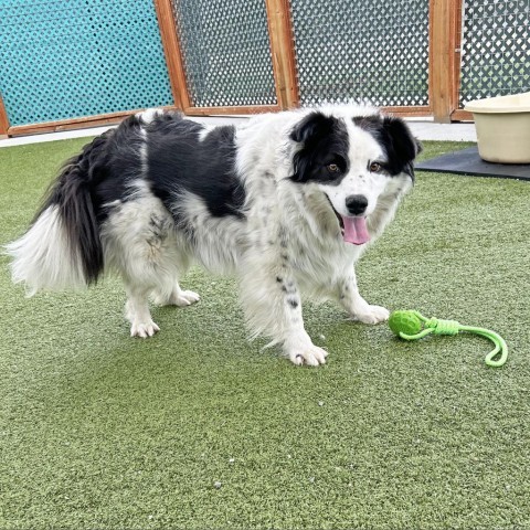 Sophie, an adoptable Border Collie in Hailey, ID, 83333 | Photo Image 3