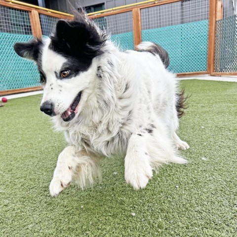 Sophie, an adoptable Border Collie in Hailey, ID, 83333 | Photo Image 5