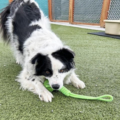 Sophie, an adoptable Border Collie in Hailey, ID, 83333 | Photo Image 6