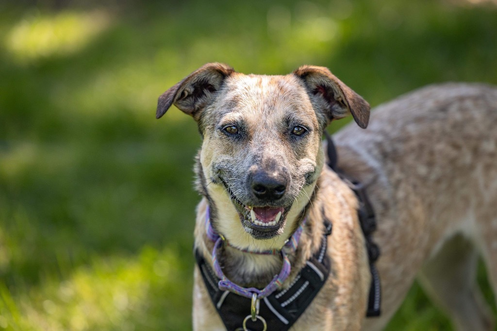 April, an adoptable Cattle Dog, Australian Shepherd in Savage, MN, 55378 | Photo Image 1