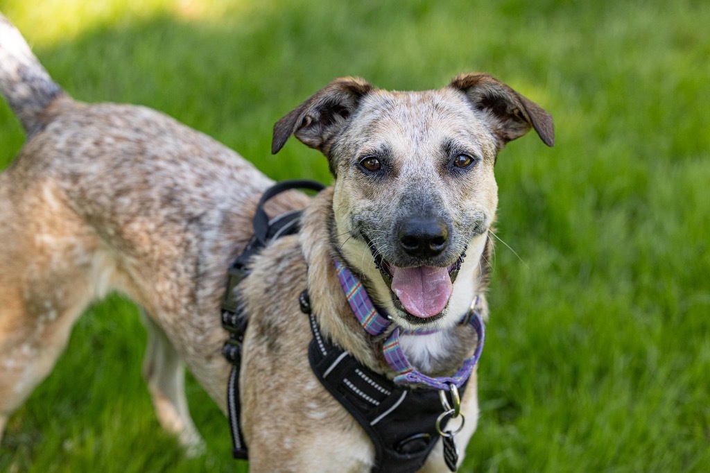 April, an adoptable Cattle Dog, Australian Shepherd in Savage, MN, 55378 | Photo Image 2