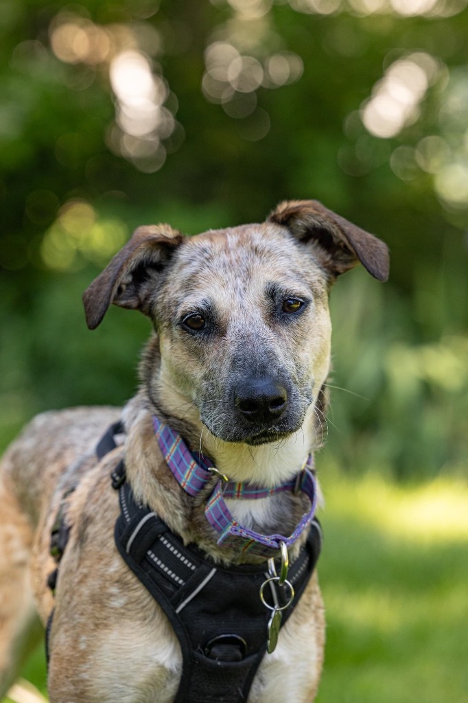 April, an adoptable Cattle Dog, Australian Shepherd in Savage, MN, 55378 | Photo Image 3