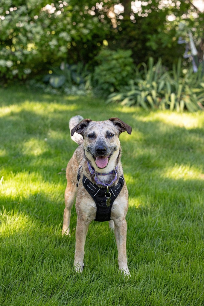 April, an adoptable Cattle Dog, Australian Shepherd in Savage, MN, 55378 | Photo Image 4