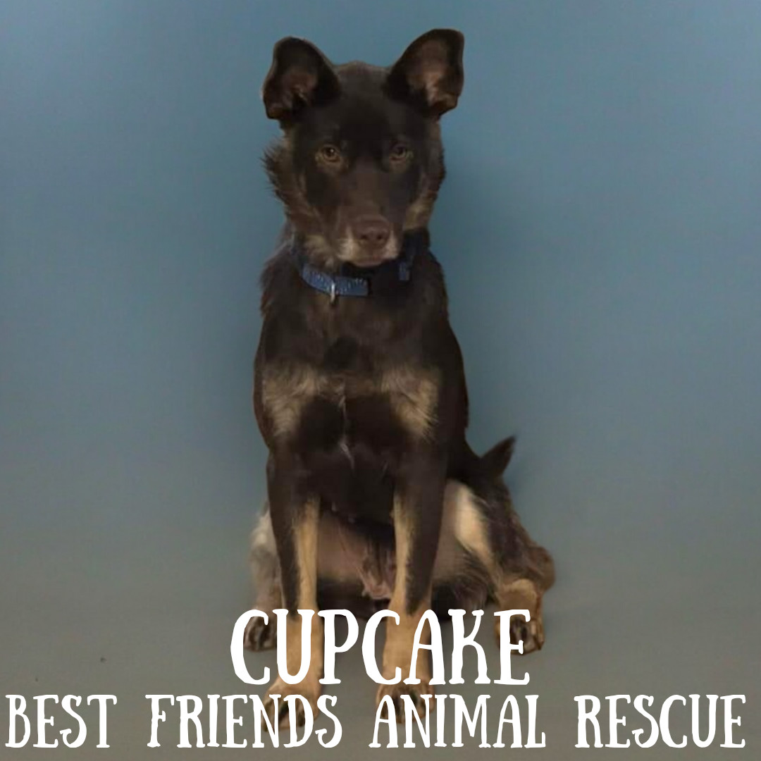 Cupcake, an adoptable Husky in Wasilla, AK, 99654 | Photo Image 1