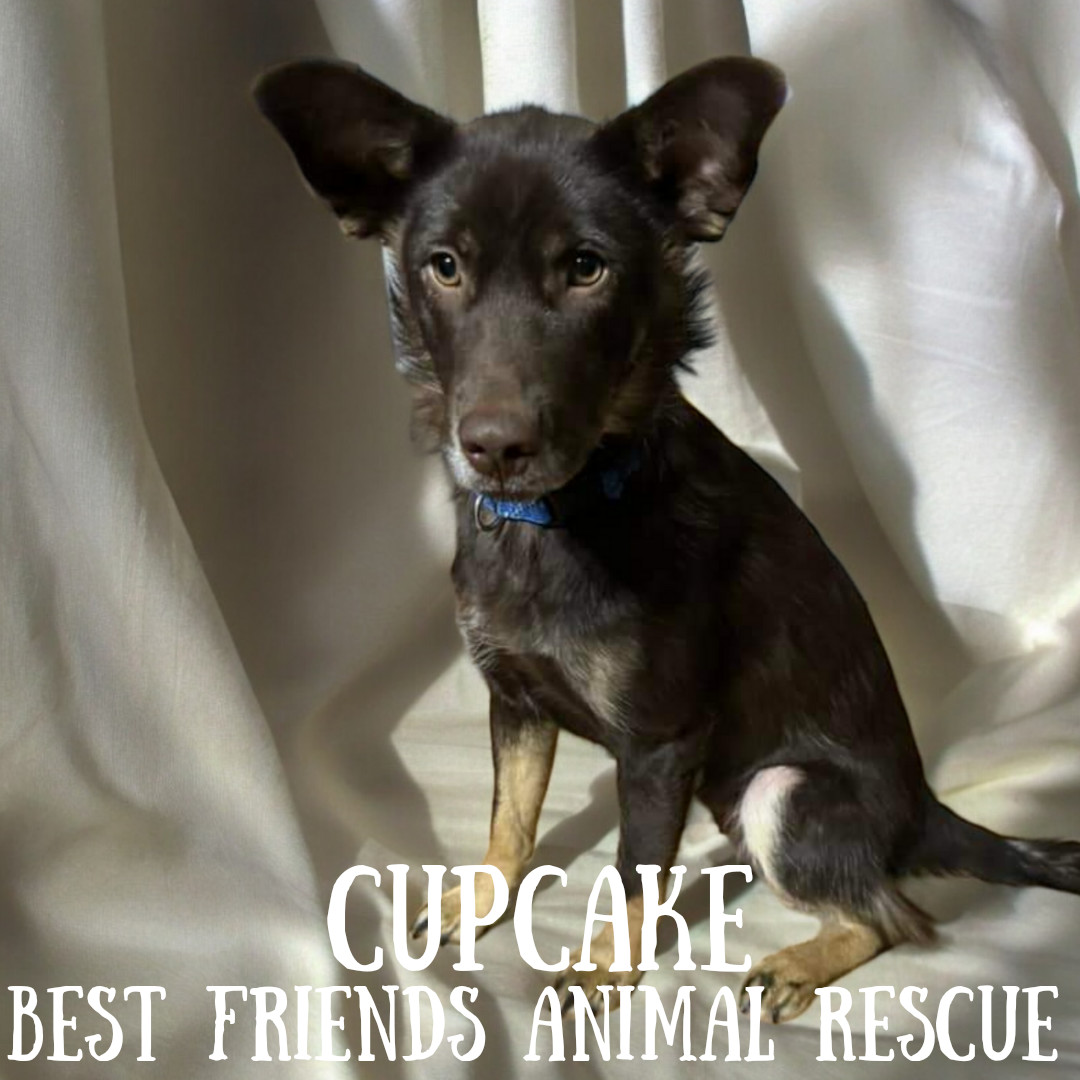 Cupcake, an adoptable Husky in Wasilla, AK, 99654 | Photo Image 2