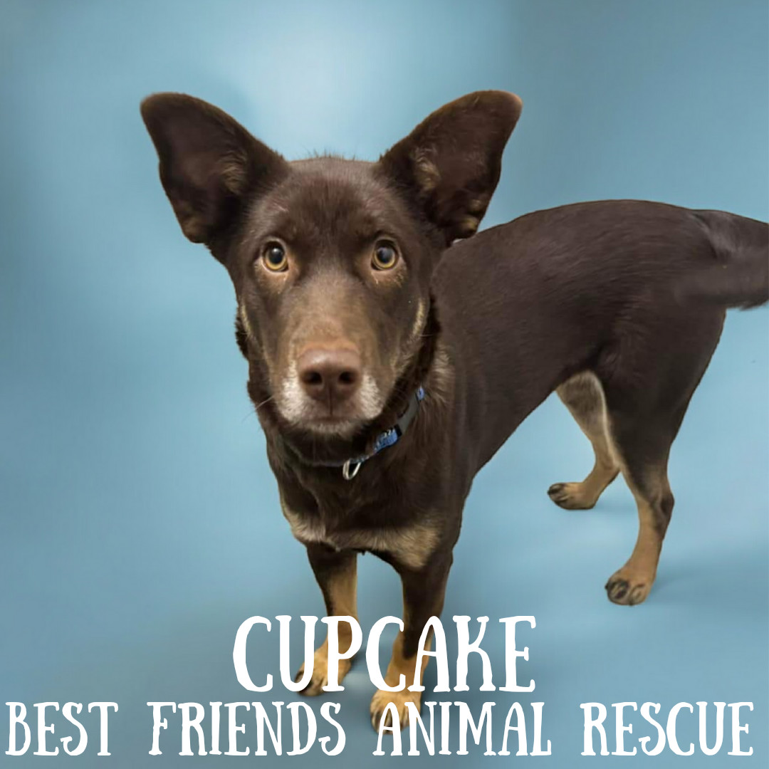 Cupcake, an adoptable Husky in Wasilla, AK, 99654 | Photo Image 3