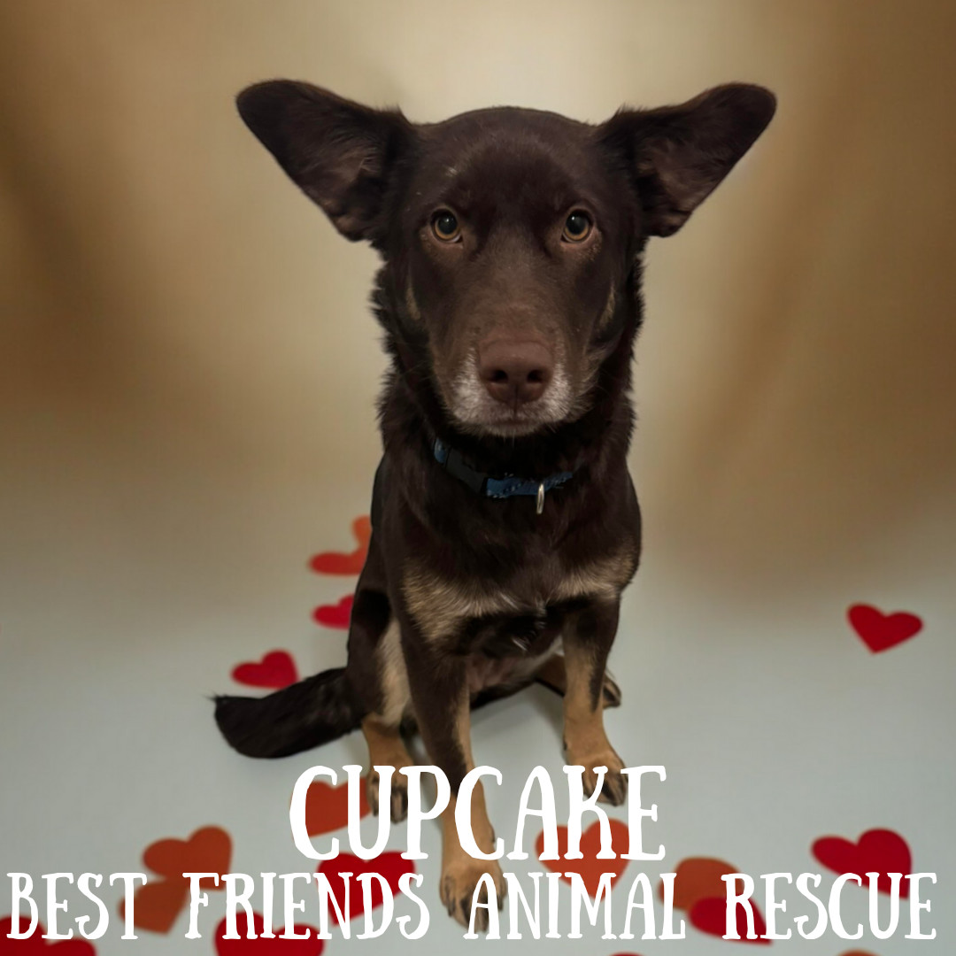 Cupcake, an adoptable Husky in Wasilla, AK, 99654 | Photo Image 4