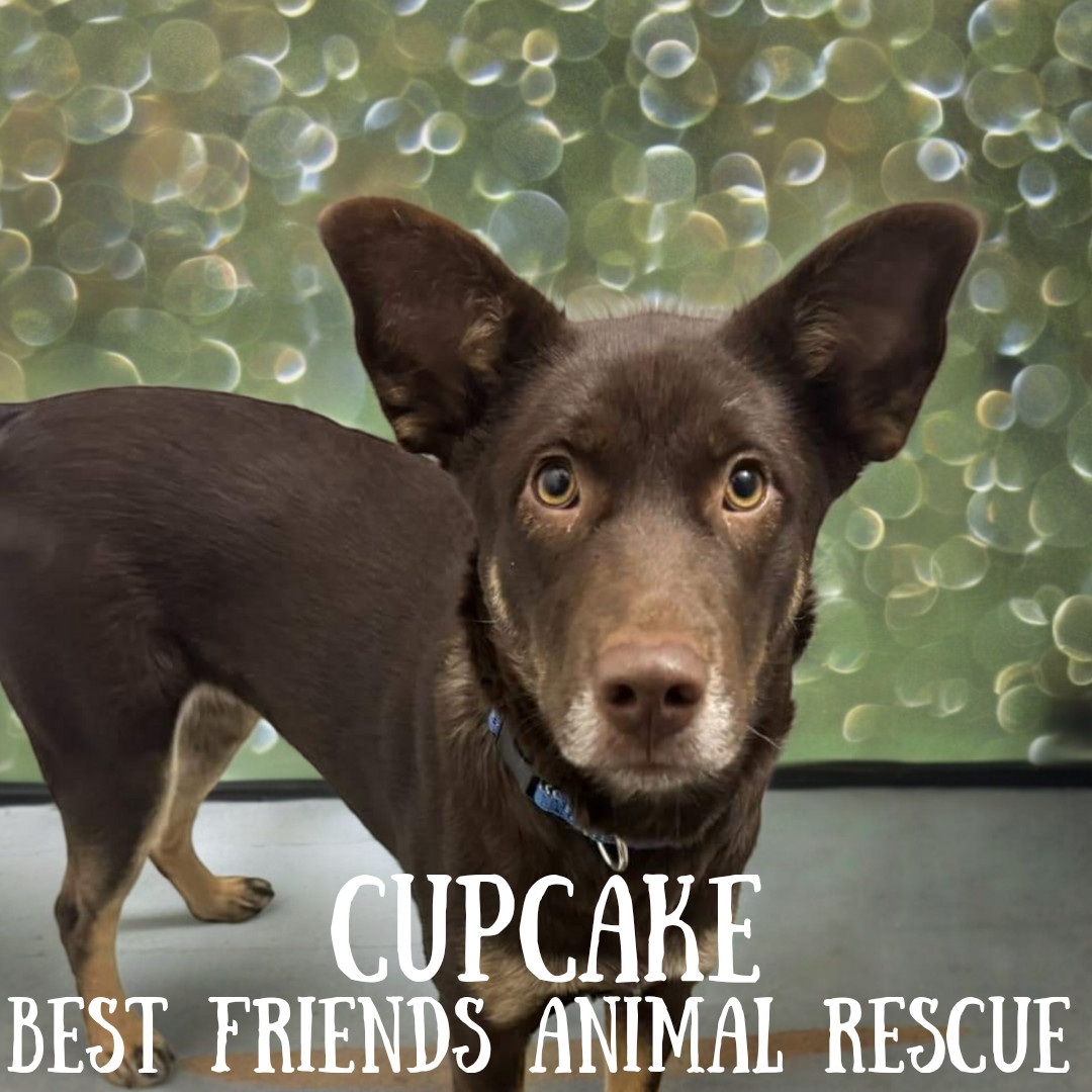 Cupcake, an adoptable Husky in Wasilla, AK, 99654 | Photo Image 5