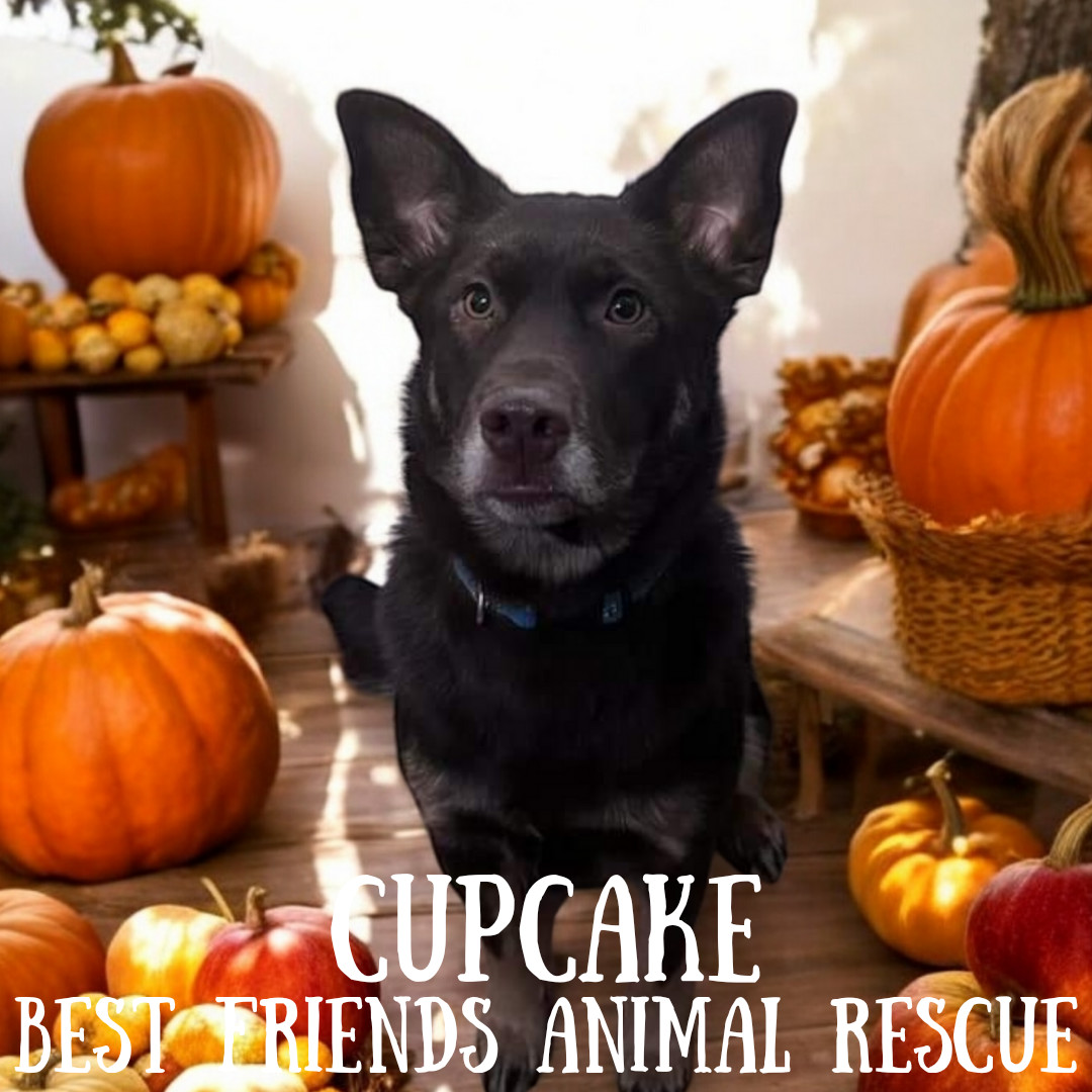 Cupcake, an adoptable Husky in Wasilla, AK, 99654 | Photo Image 6