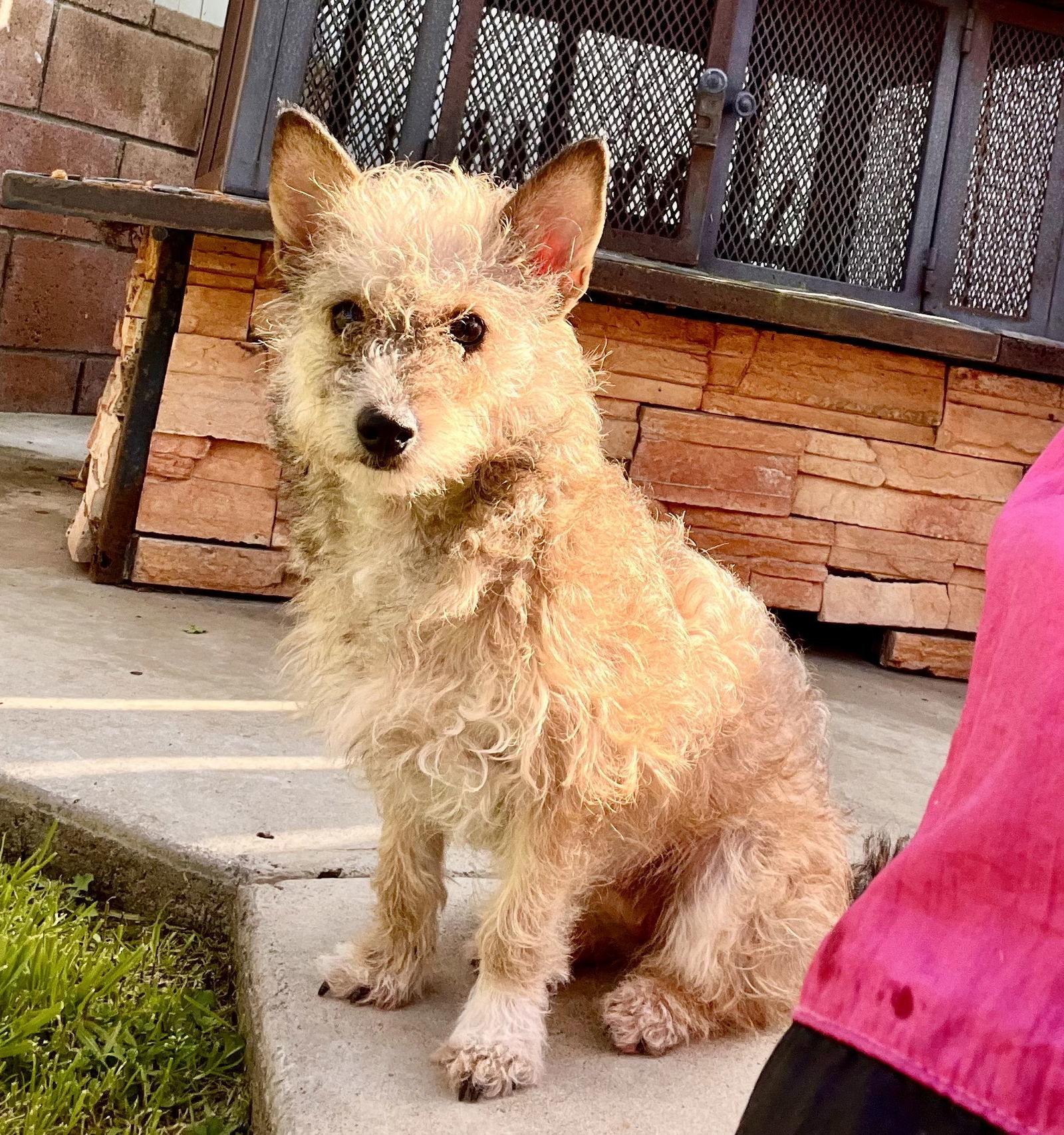 Squirrel, an adoptable Terrier, Poodle in Fullerton, CA, 92832 | Photo Image 1
