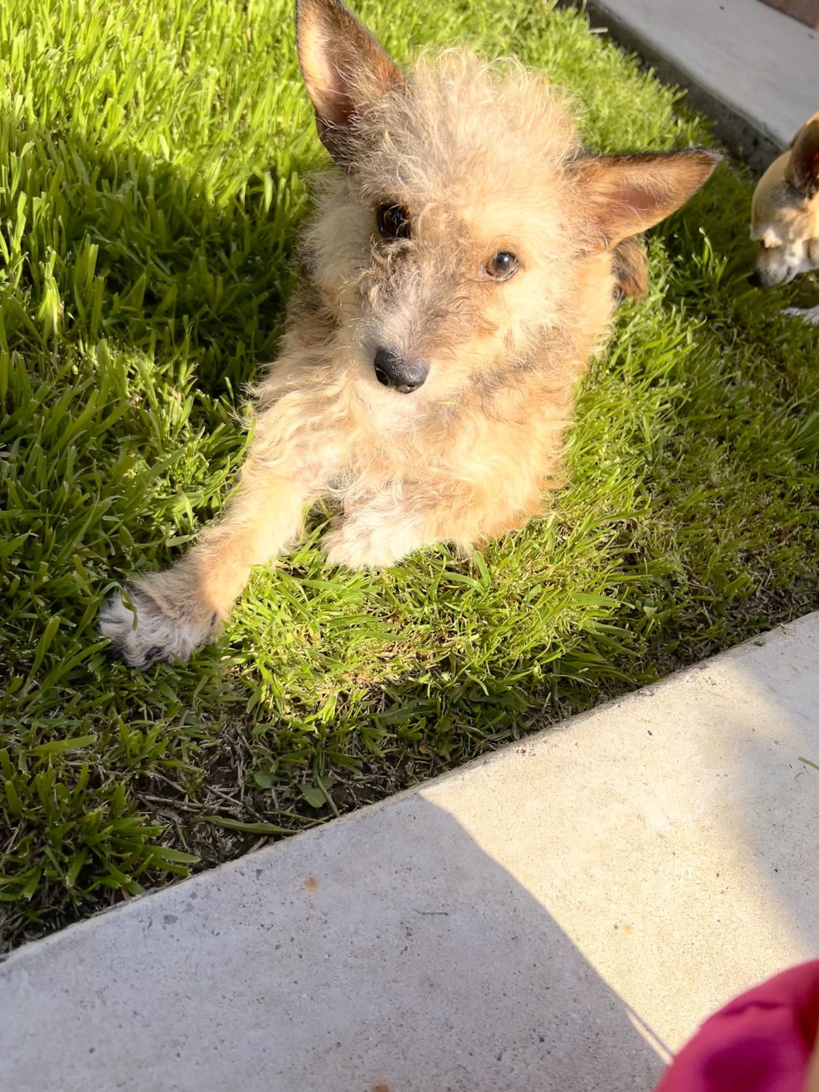 Squirrel, an adoptable Terrier, Poodle in Fullerton, CA, 92832 | Photo Image 2