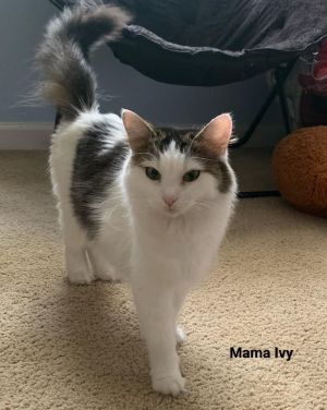 Ivy is one of the sweetest cats you will meet She loves the brush and to just sit in your