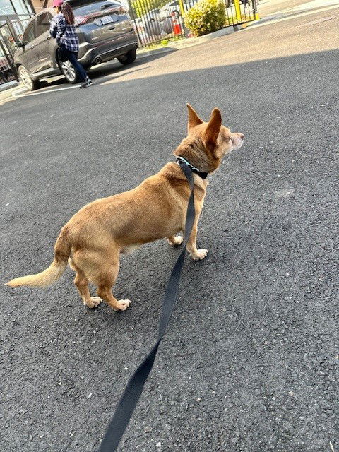 Logan