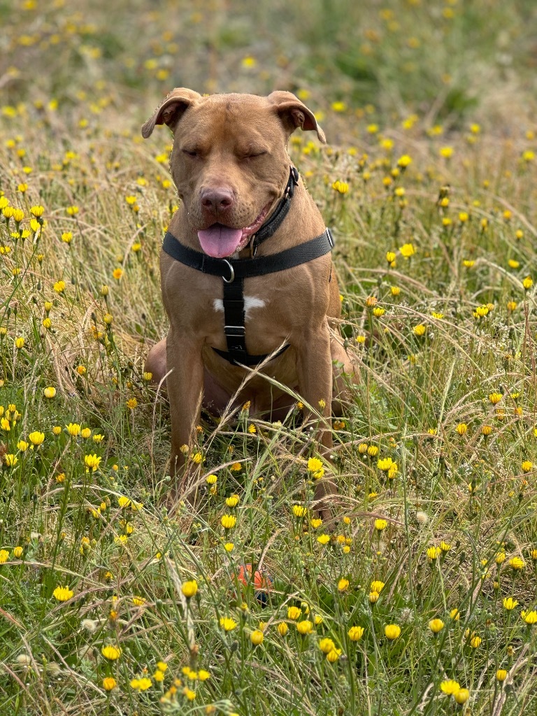 Jango, an adoptable American Staffordshire Terrier, Mixed Breed in St. Helens, OR, 97051 | Photo Image 1