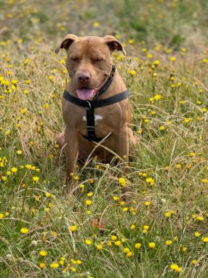 Jango, Adult Male American Staffordshire Terrier