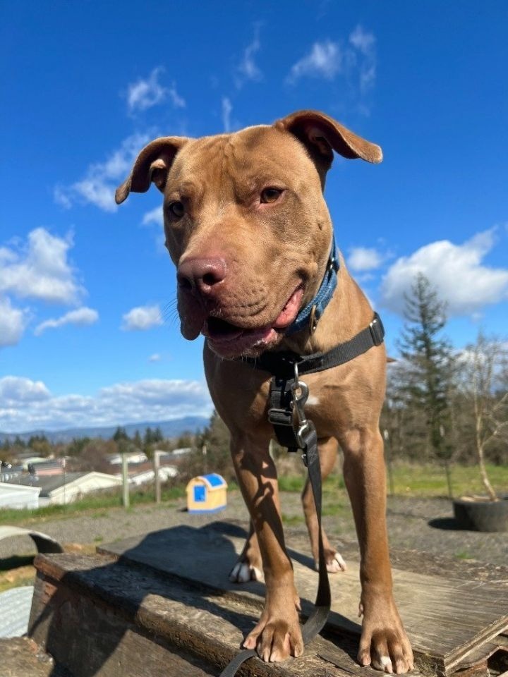 Jango, an adoptable American Staffordshire Terrier, Mixed Breed in St. Helens, OR, 97051 | Photo Image 2