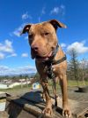 Jango photo 2