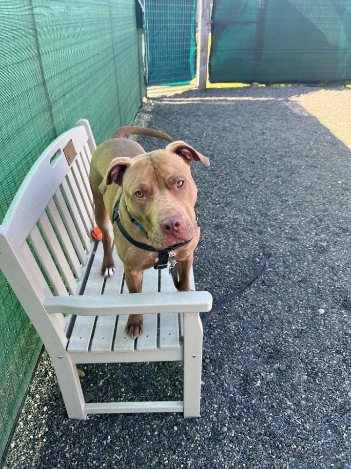 Jango, an adoptable American Staffordshire Terrier, Mixed Breed in St. Helens, OR, 97051 | Photo Image 3