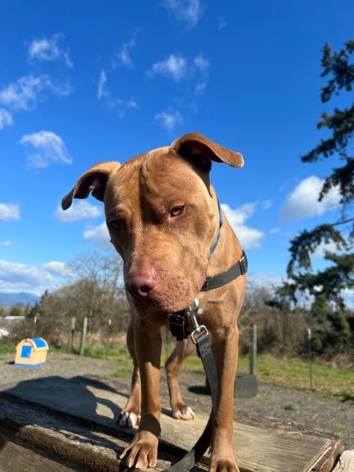Jango, an adoptable American Staffordshire Terrier, Mixed Breed in St. Helens, OR, 97051 | Photo Image 4