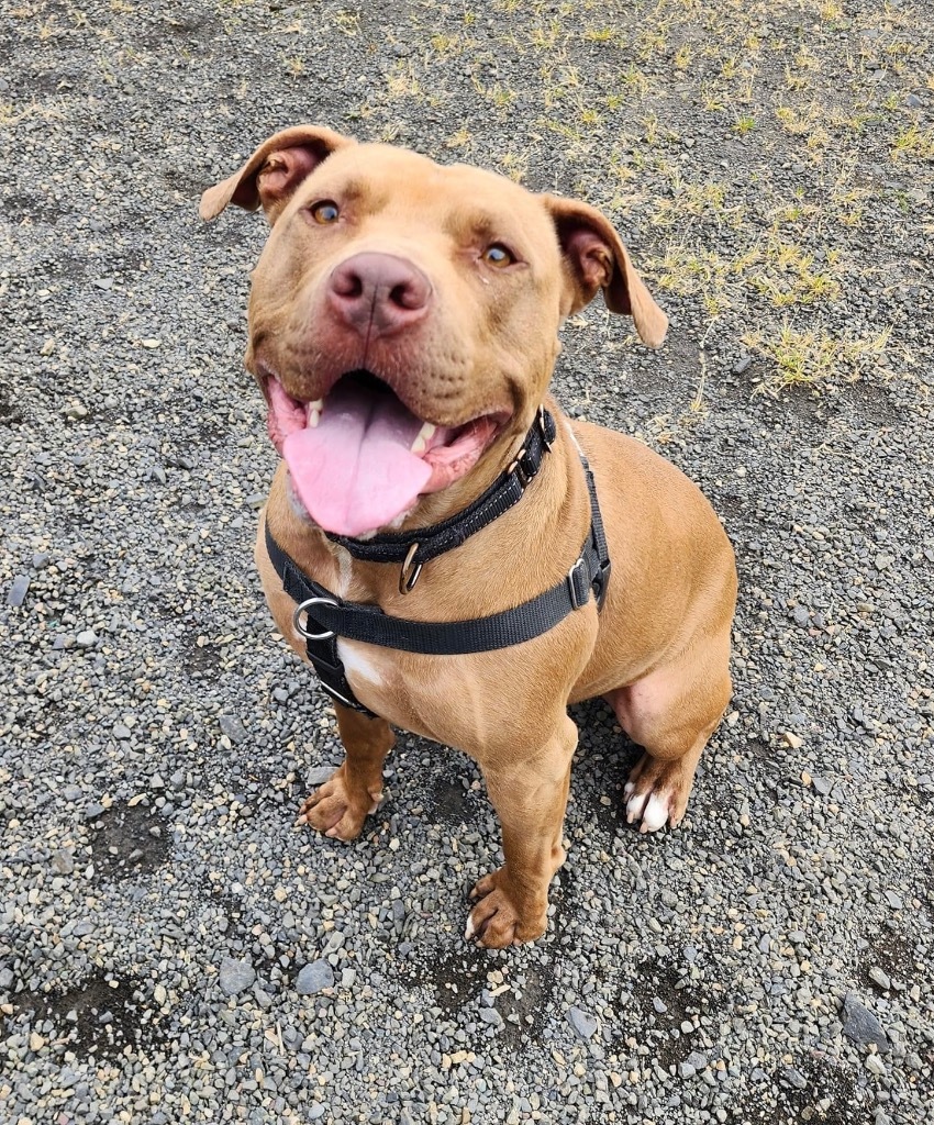 Jango, an adoptable American Staffordshire Terrier, Mixed Breed in St. Helens, OR, 97051 | Photo Image 5