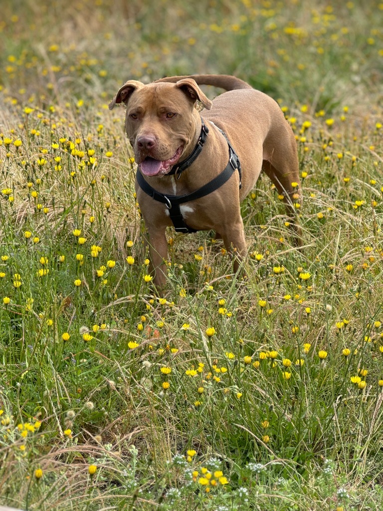 Jango, an adoptable American Staffordshire Terrier, Mixed Breed in St. Helens, OR, 97051 | Photo Image 6