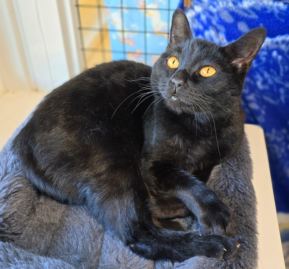 Nori, an adoptable Domestic Short Hair in Vancouver, WA, 98661 | Photo Image 4