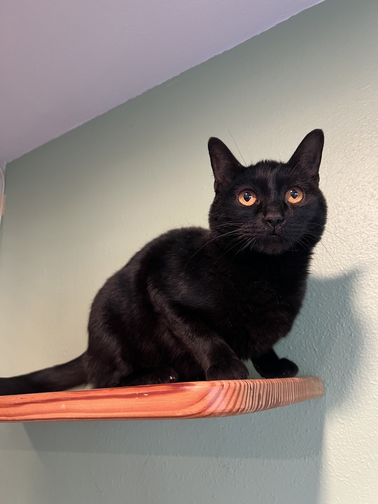 Nori, an adoptable Domestic Short Hair in Vancouver, WA, 98661 | Photo Image 5