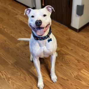 Oso - AVAILABLE Pit Bull Terrier Dog