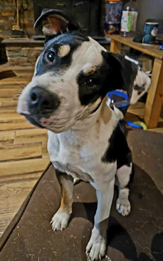 Bandit, an adoptable English Bulldog, American Bully in Bend, OR, 97701 | Photo Image 5