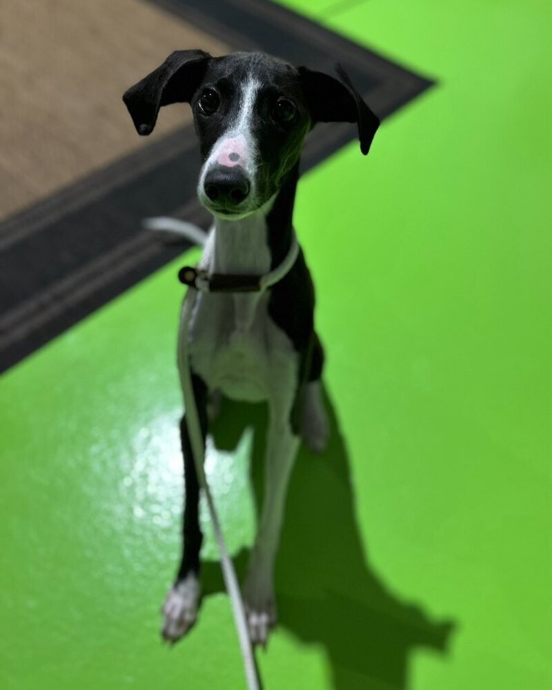 Cosmo, an adoptable Italian Greyhound, Saluki in Bend, OR, 97701 | Photo Image 1