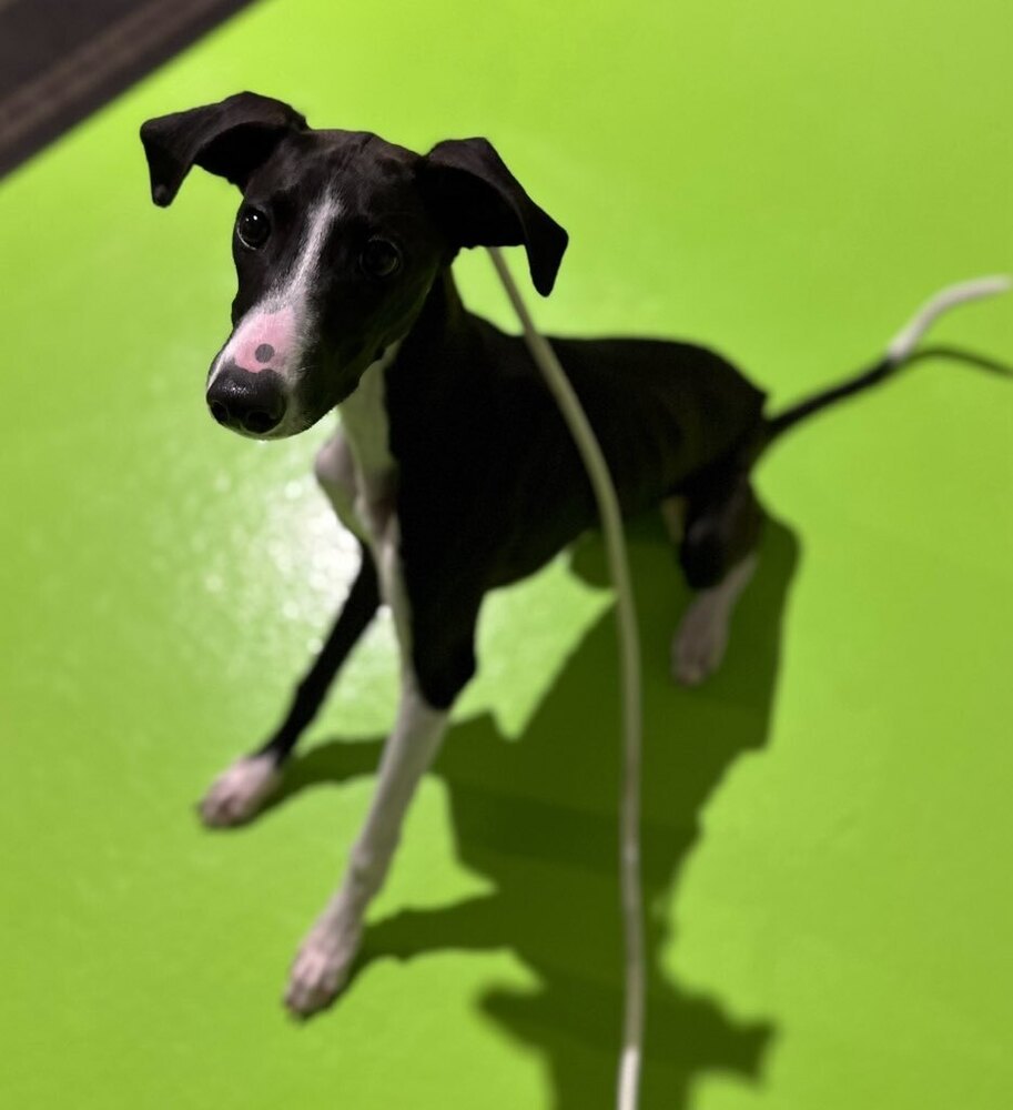 Cosmo, an adoptable Italian Greyhound, Saluki in Bend, OR, 97701 | Photo Image 3