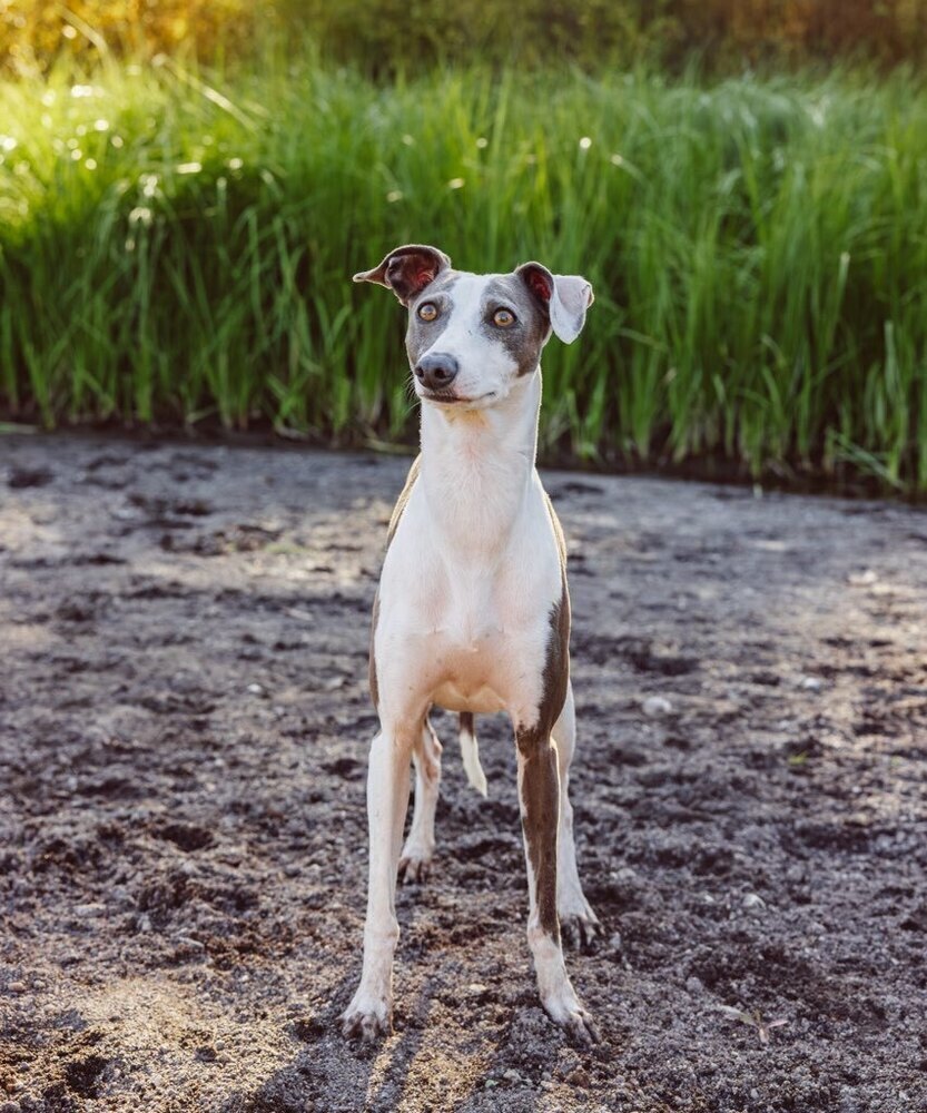 Cosmo, an adoptable Italian Greyhound, Saluki in Bend, OR, 97701 | Photo Image 4