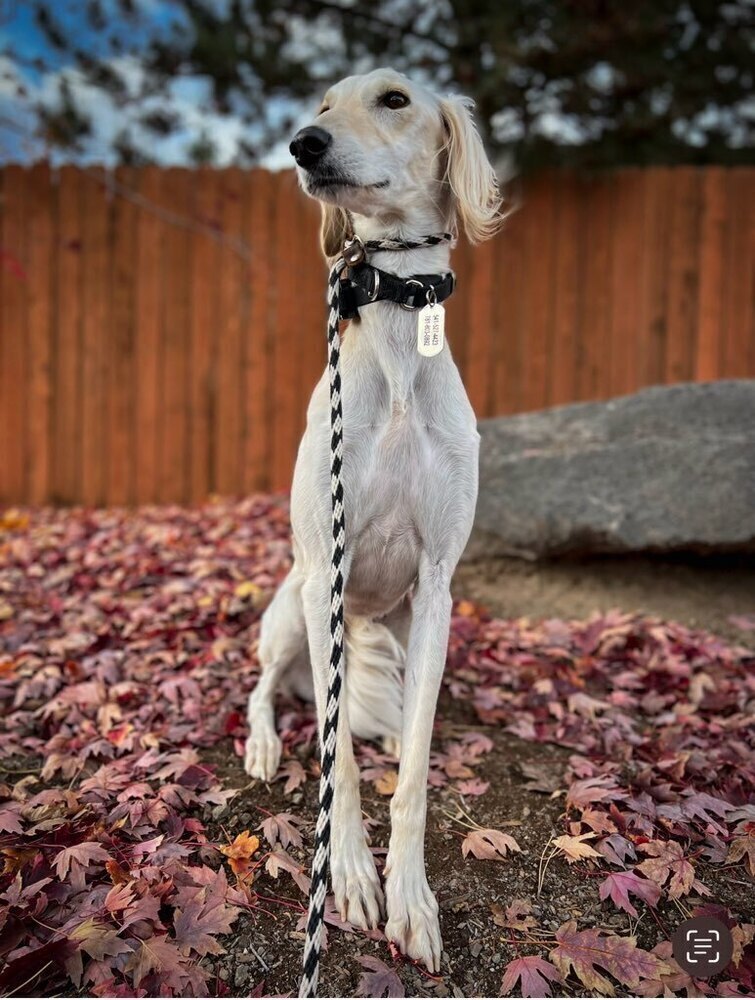 Cosmo, an adoptable Italian Greyhound, Saluki in Bend, OR, 97701 | Photo Image 5