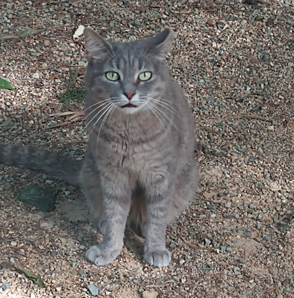 Dixie