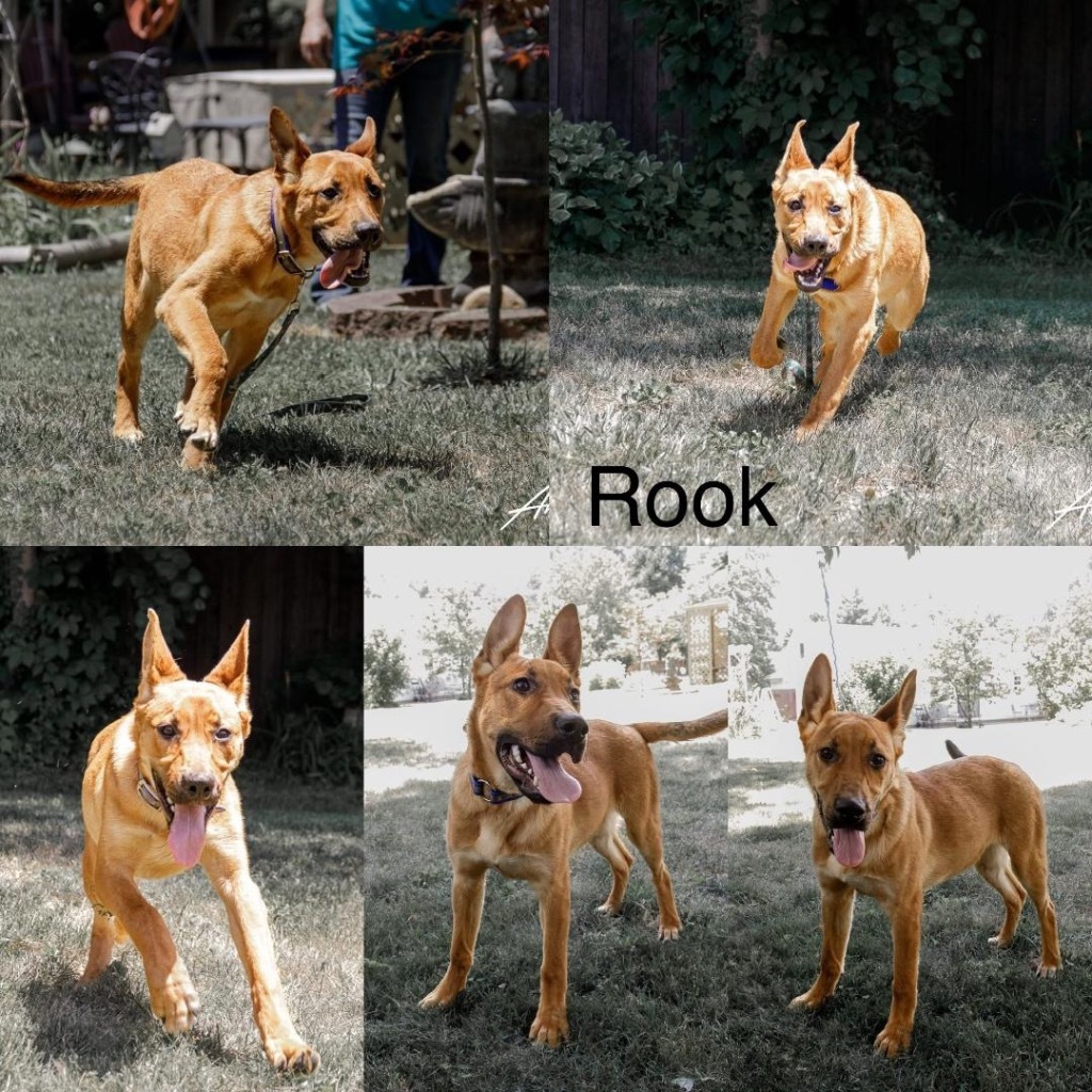 Rook, an adoptable German Shepherd Dog in White Hall, IL, 62092 | Photo Image 1