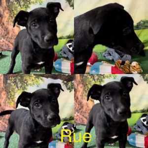 Rue, Young Male German Shepherd Dog