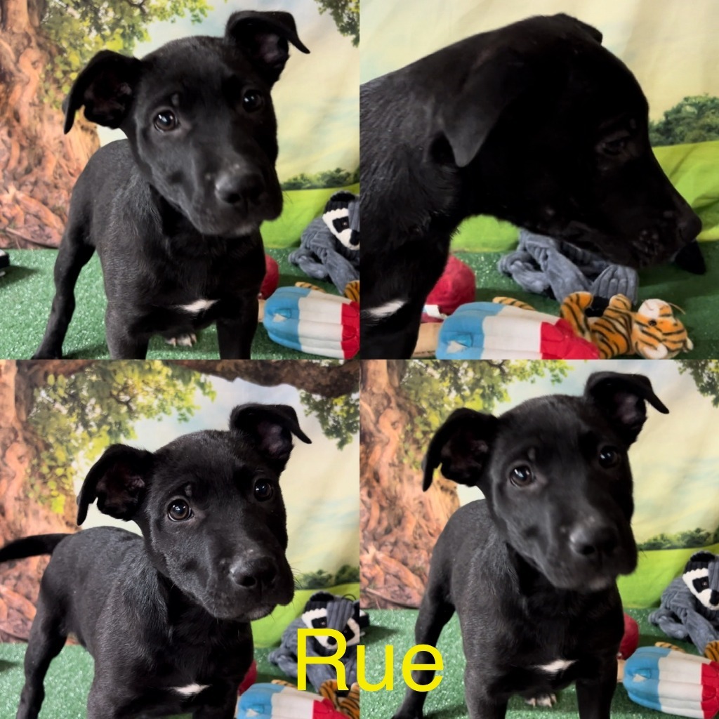 Rue, an adoptable German Shepherd Dog, Terrier in White Hall, IL, 62092 | Photo Image 1