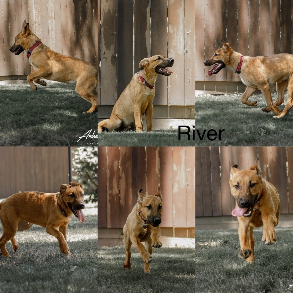 River, an adoptable German Shepherd Dog, Terrier in White Hall, IL, 62092 | Photo Image 1