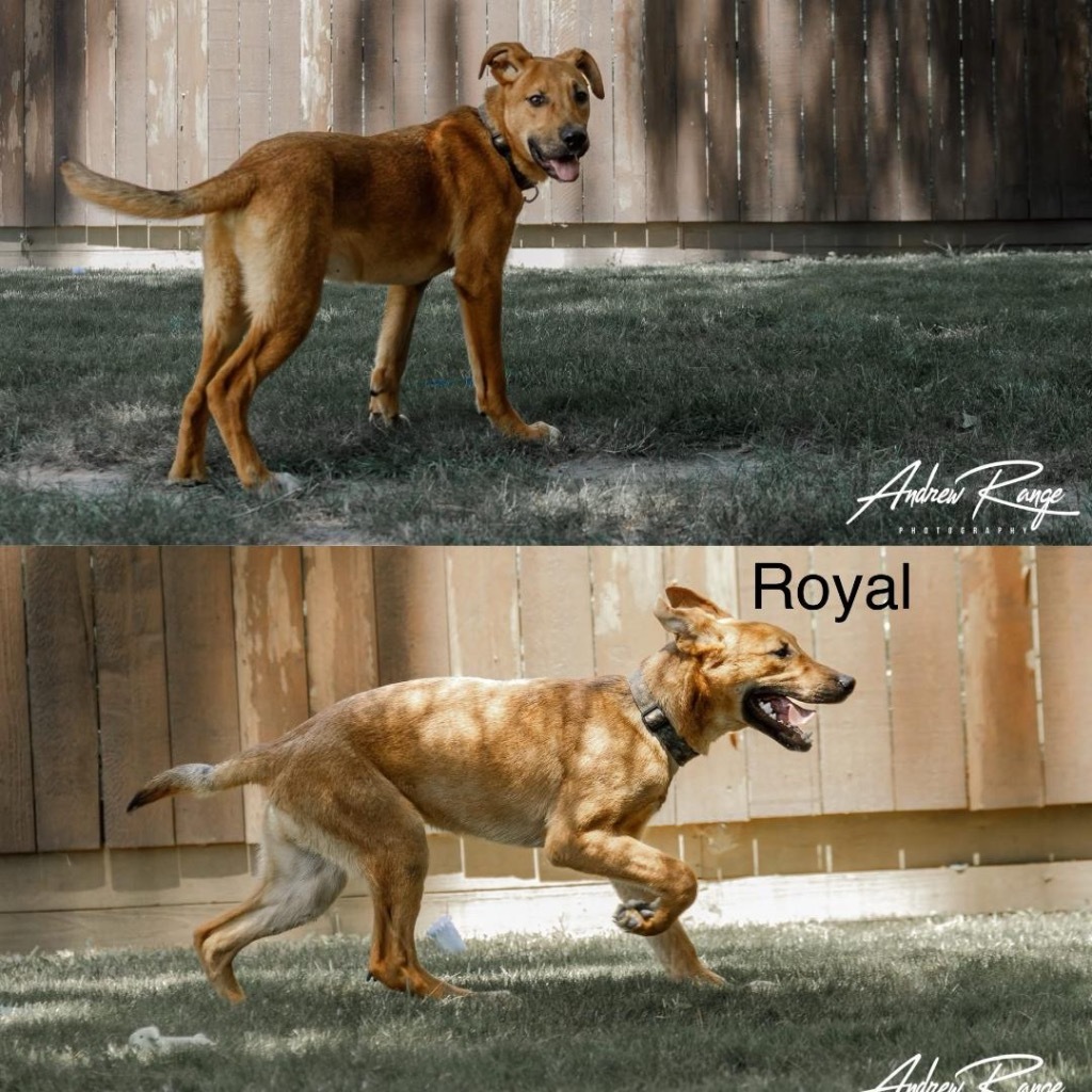 Royal, an adoptable German Shepherd Dog, Terrier in White Hall, IL, 62092 | Photo Image 1