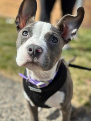 Meet Wanda adoptable bundle of joy with a heart of gold and the best ears on the east coast Found