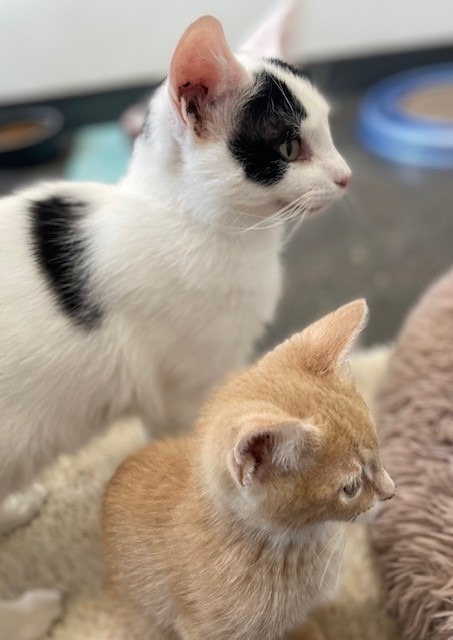 Domino, an adoptable Domestic Short Hair in Ladysmith, WI, 54848 | Photo Image 5