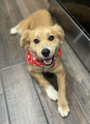 Animal Profile Millie was listed as a 2 year old retriever mix but based on h