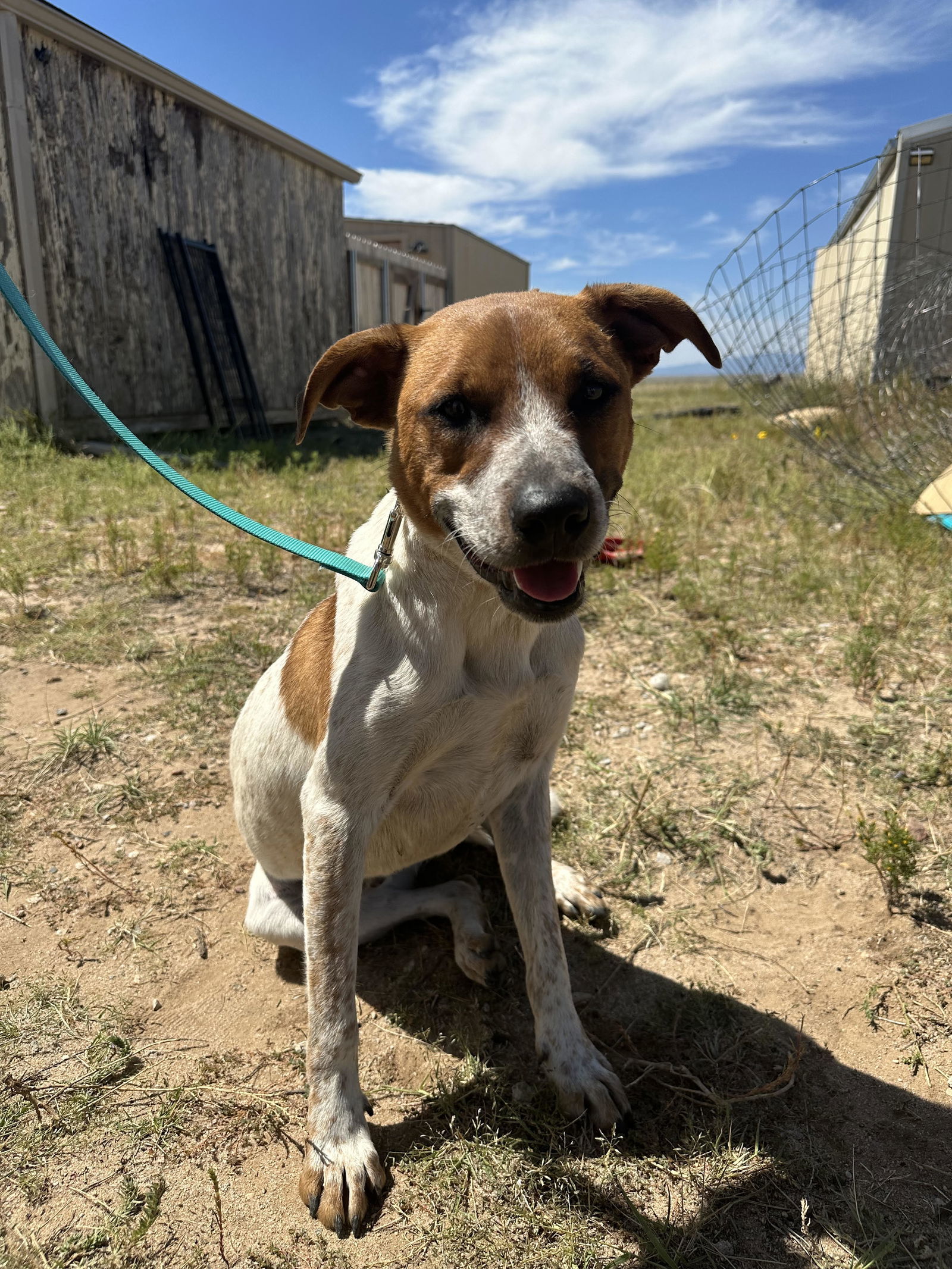 Rusty - FOSTER HOME needed, an adoptable Australian Cattle Dog / Blue Heeler in Evergreen, CO, 80437 | Photo Image 1